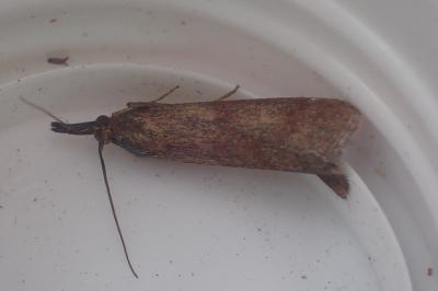 <i>Hypochalcia ahenella</i>