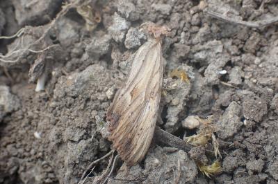 <i>Apamea lithoxylaea</i>