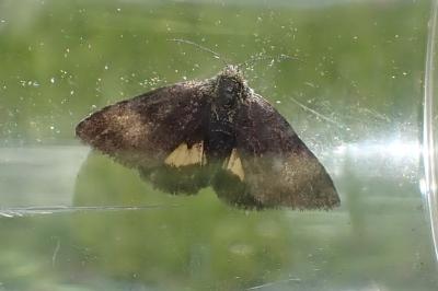 <i>Panemeria tenebrata</i>