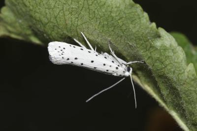 <i>Yponomeuta malinella</i>