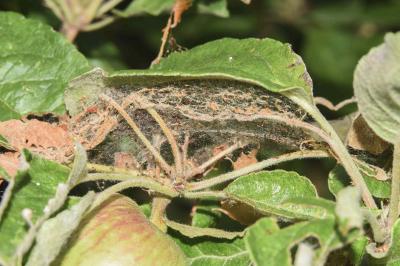 <i>Yponomeuta malinella</i>