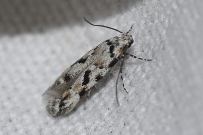<i>Stenolechiodes pseudogemmellus</i>