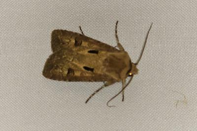 <i>Agrotis exclamationis</i>
