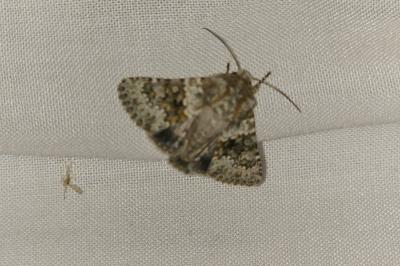 <i>Hecatera dysodea</i>