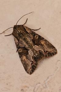 <i>Lacanobia w-latinum</i>