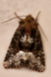 <i>Oligia</i>