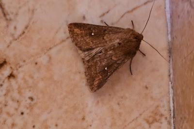 <i>Mythimna albipuncta</i>