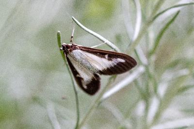 <i>Cydalima perspectalis</i>