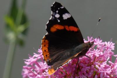 <i>Vanessa atalanta</i>