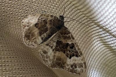 <i>Epirrhoe alternata</i>