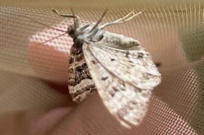 <i>Epirrhoe alternata</i>