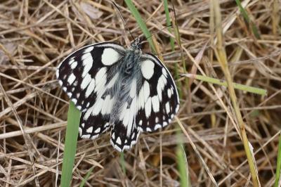 <i>Melanargia galathea</i>