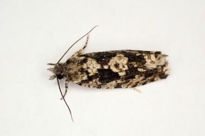 <i>Zeiraphera isertana</i>