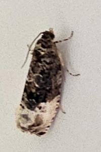 <i>Hedya nubiferana</i>