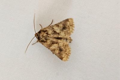 <i>Conisania luteago</i>