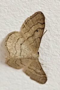 <i>Idaea aversata</i>