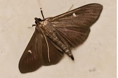 <i>Cydalima perspectalis</i>