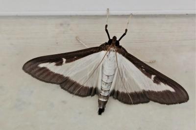 <i>Cydalima perspectalis</i>