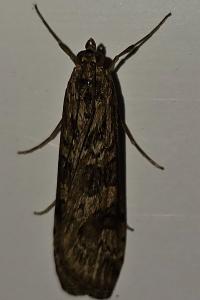 <i>Nomophila noctuella</i>