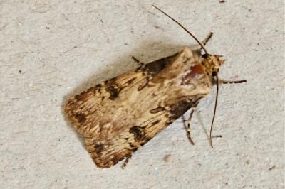 <i>Agrotis puta</i>