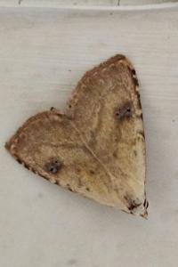 <i>Rivula sericealis</i>