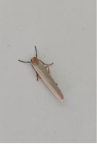 <i>Eilema caniola</i>