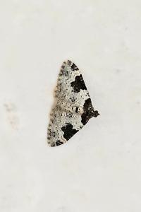 <i>Xanthorhoe fluctuata</i>