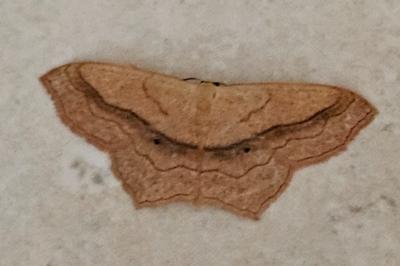 <i>Scopula imitaria</i>