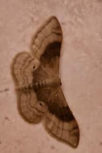 <i>Idaea degeneraria</i>