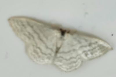 <i>Idaea subsericeata</i>
