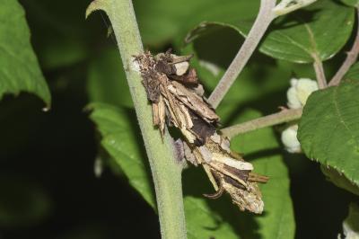 <i>Canephora hirsuta</i>
