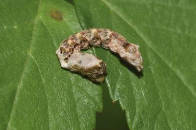 <i>Thyatira batis</i>