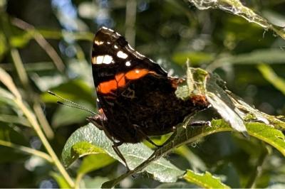<i>Vanessa atalanta</i>