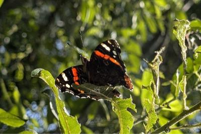 <i>Vanessa atalanta</i>