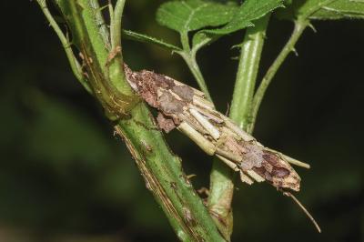 <i>Canephora hirsuta</i>