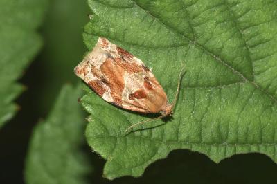 <i>Archips xylosteana</i>