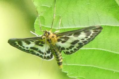 <i>Anania hortulata</i>