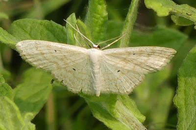 <i>Scopula immutata</i>