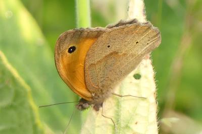 <i>Maniola jurtina</i>
