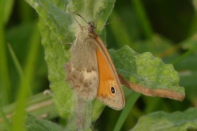 <i>Coenonympha pamphilus</i>