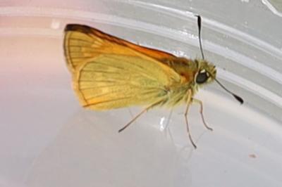 <i>Ochlodes sylvanus</i>