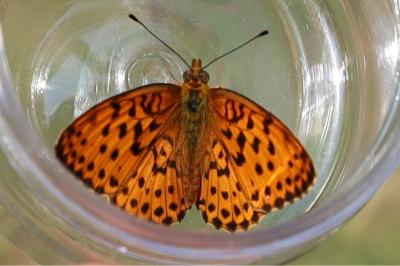 <i>Brenthis daphne</i>