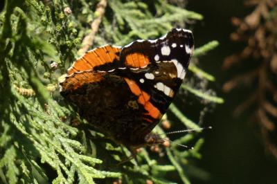 <i>Vanessa atalanta</i>