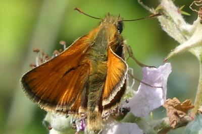 <i>Thymelicus sylvestris</i>