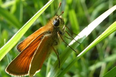 <i>Thymelicus sylvestris</i>