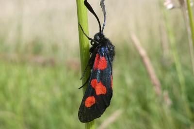 <i>Zygaena trifolii</i>