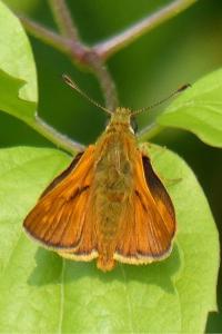 <i>Ochlodes sylvanus</i>