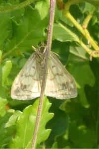 <i>Sitochroa verticalis</i>