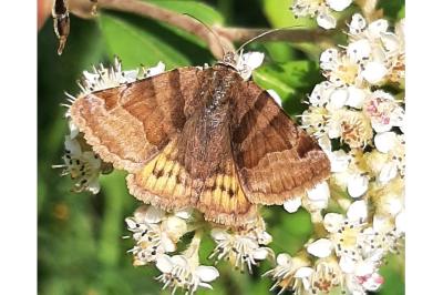 <i>Euclidia glyphica</i>