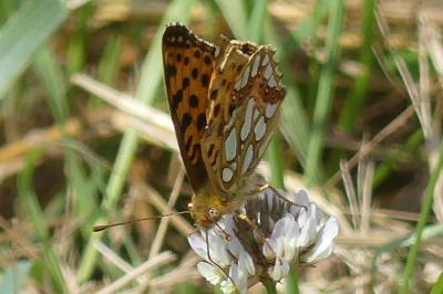 <i>Issoria lathonia</i>